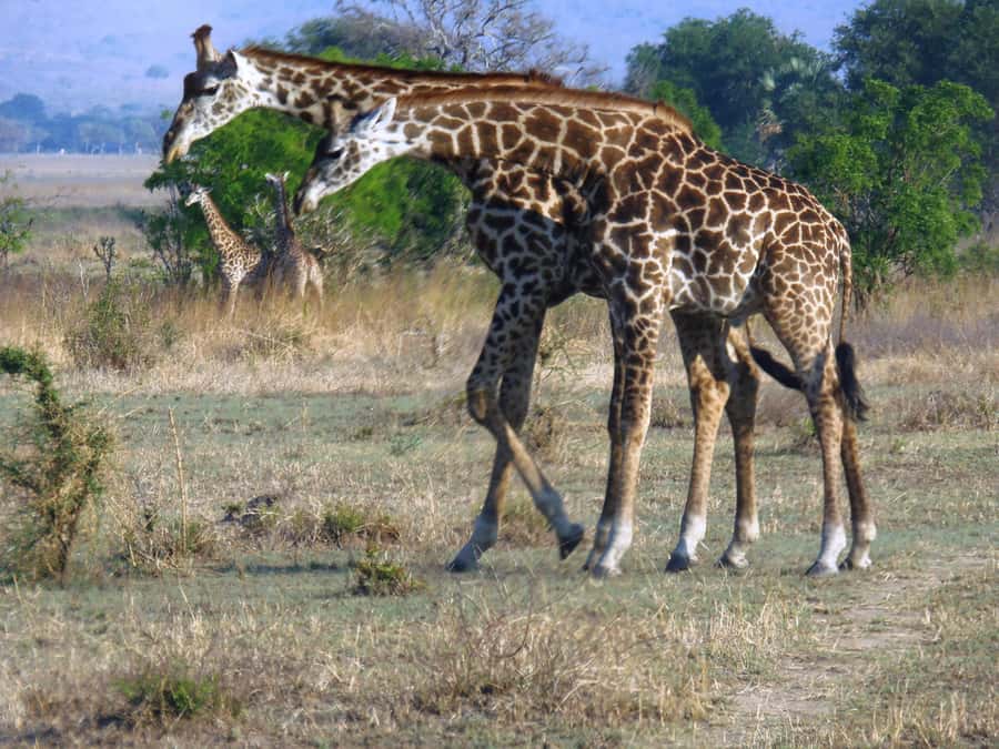 Dar es Salaam: Mikumi National Park Day Trip with Train Ride - Guides, vehicles, and the quality of the day