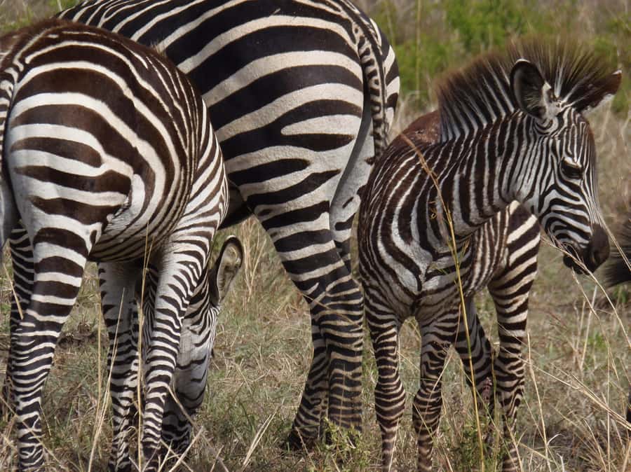 Dar es Salaam: Mikumi National Park Day Trip with Train Ride - Is $400 a fair price?