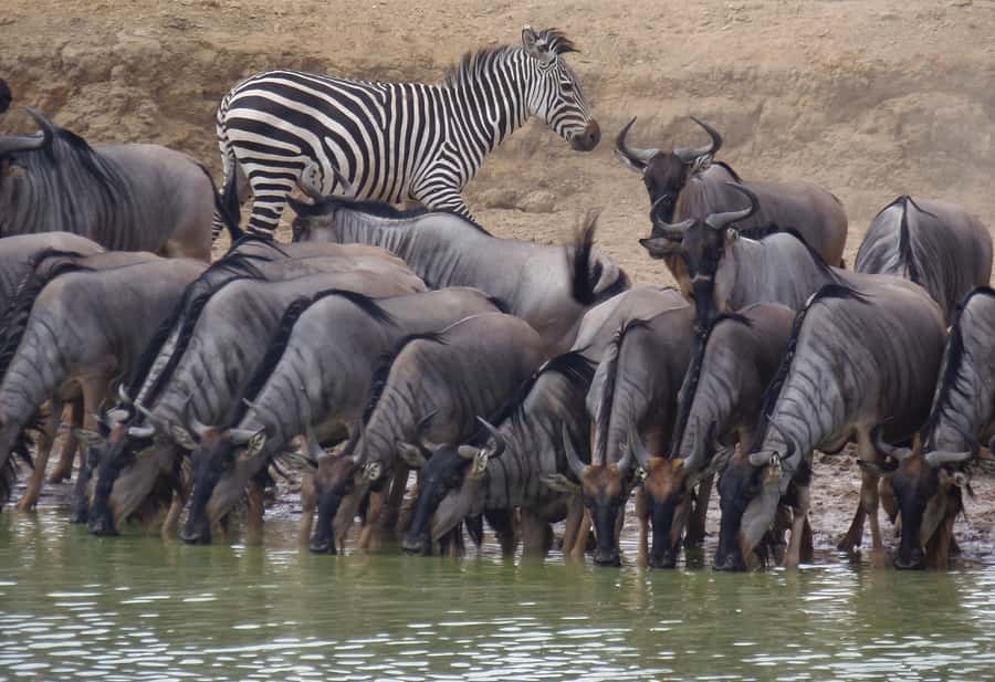 Dar es Salaam: Mikumi National Park Day Trip with Train Ride - What to bring for a long outdoor day