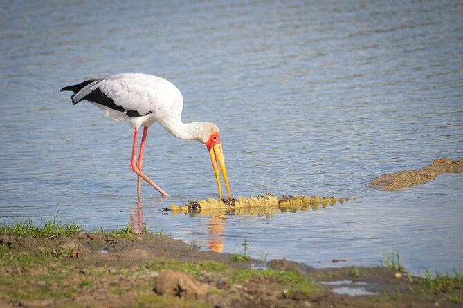 Day Safari Tour Selous Game Reserve - The wildlife list is broad, but sightings are never promised