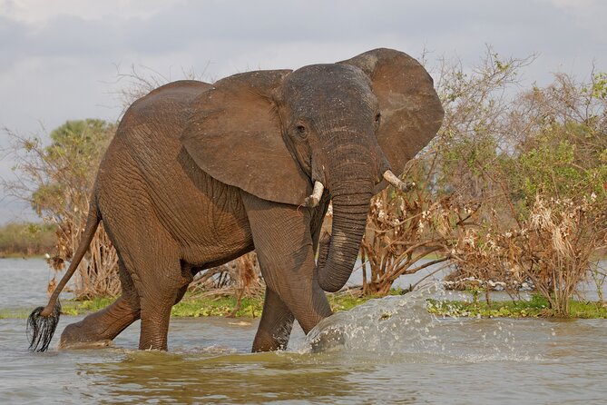 Day Safari tour to Selous Game Reserve from Zanzibar - Eight hours among elephants and lions