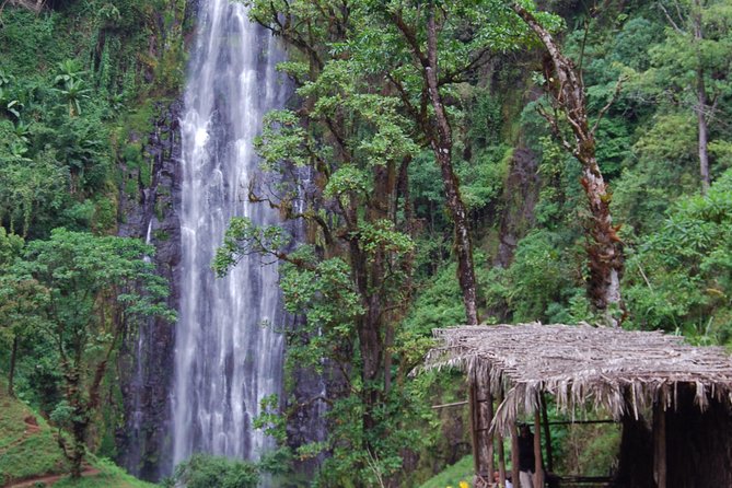 Day Trip Coffee Tour and Materuni Waterfalls - Starting at 8:00 a.m. from Moshi