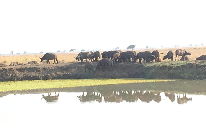 Day Trip From Zanzibar To Mikumi - Key points to know before booking