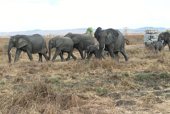 Day Trip From Zanzibar To Mikumi - The guide can make or break a short safari