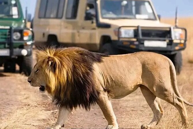 Day trip Safari to Mikumi National Park - Why this Zanzibar safari works as a one-day trip