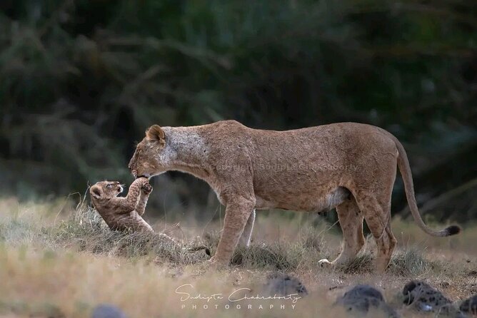 Day trip Safari to Mikumi National Park - The first game drive and the wildlife list