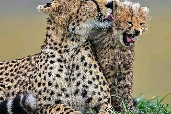 Day trip Safari to Mikumi National Park - The early flight sets the pace
