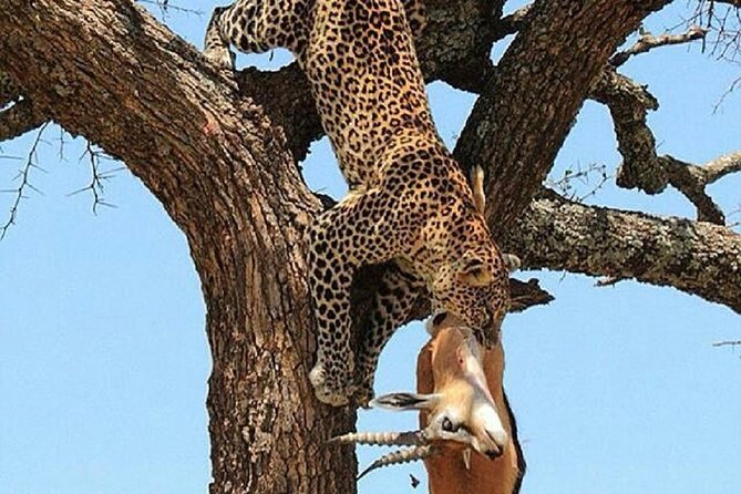 day trip tarangire - Why the small group matters
