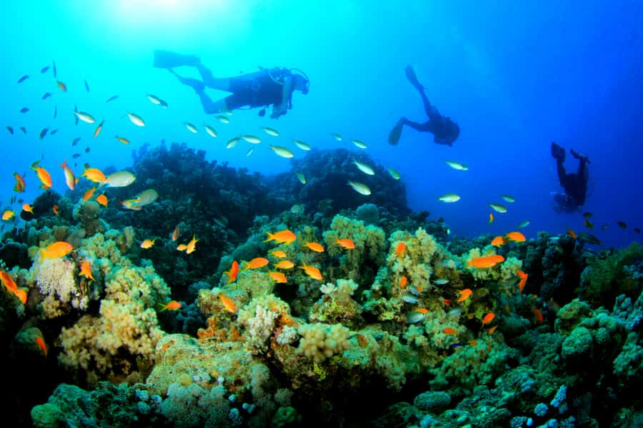 Discover Tumbatu Island: Private Snorkeling Adventure - FAQ