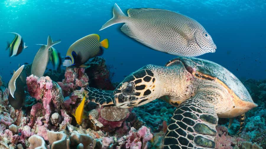 Discover Tumbatu Island: Private Snorkeling Adventure - Snorkeling conditions and safety