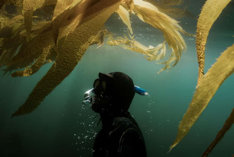 Discover Tumbatu Island: Private Snorkeling Adventure - Guides, communication, and the private format