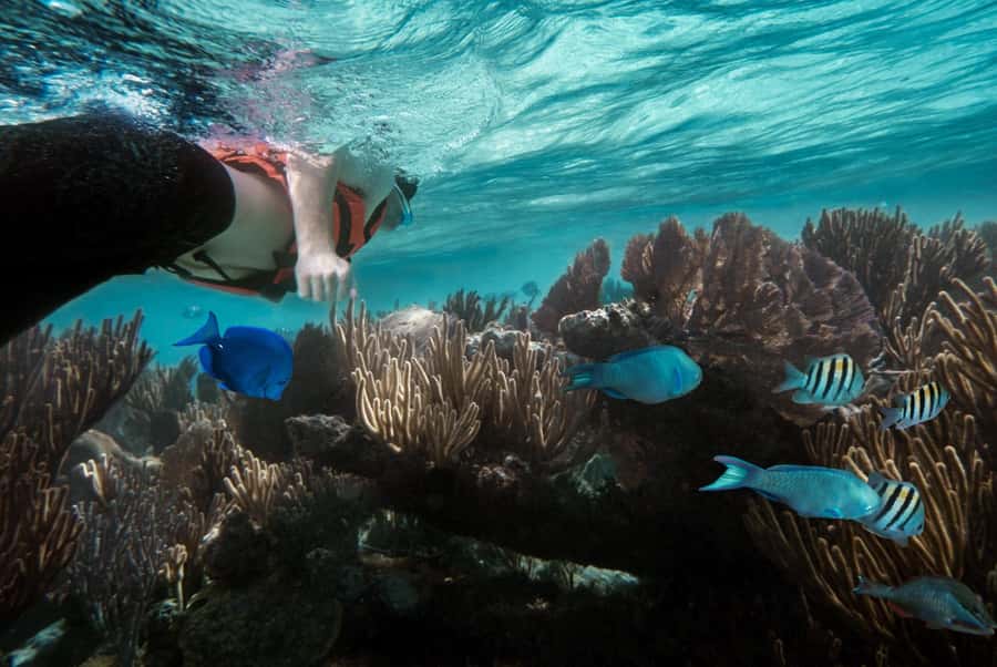Discover Tumbatu Island: Private Snorkeling Adventure - The island landing is not part of every trip