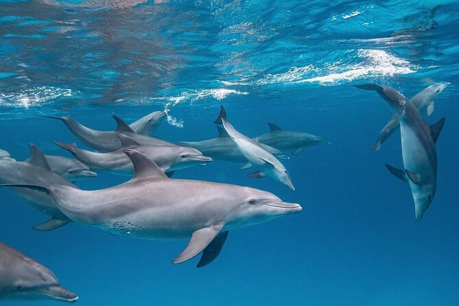 Dolphin Tour, Jozani Forest Tour, Kuza Cave Tour, Paje Beach,The Rock Restaurant - Who should book this Zanzibar day tour?