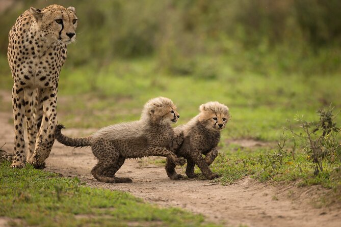 From Arusha: 6 Day Classic Game Drive Serengeti & Ngorongoro - Day 4: The Serengeti’s open plains