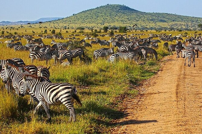 From Arusha: 6 Day Classic Game Drive Serengeti & Ngorongoro - Day 6: Returning to Arusha