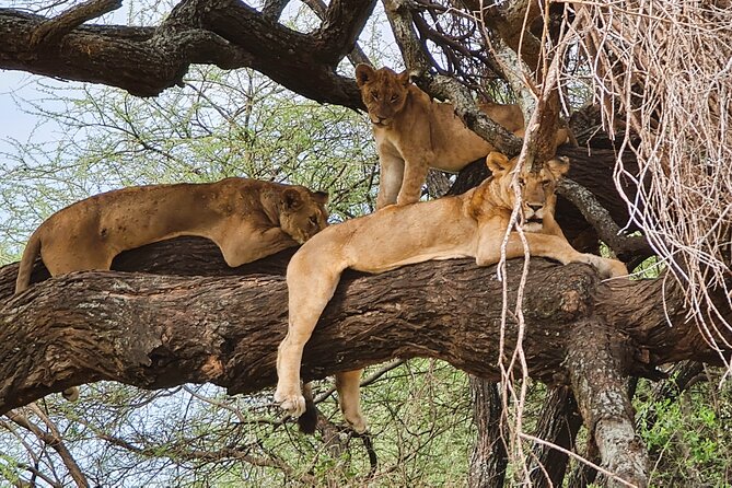 From Arusha: 6 Day Classic Game Drive Serengeti & Ngorongoro - Day 1: Arusha to Lake Manyara