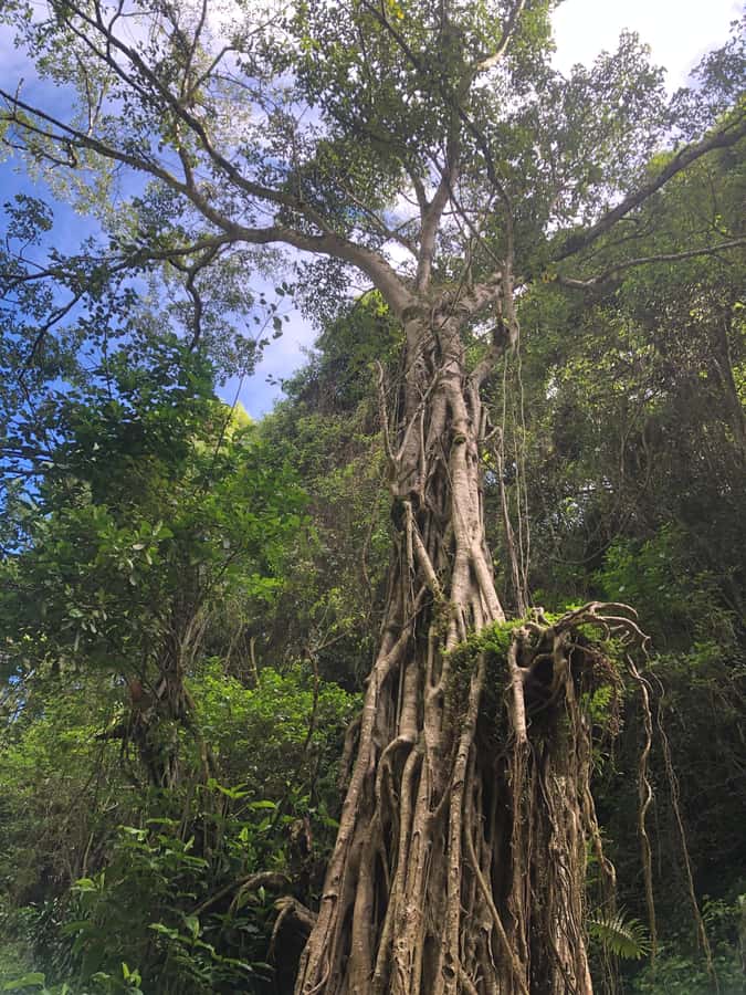 From Arusha: Coffee Farm and Mangalia Waterfalls Tour - Should you book the coffee farm and waterfall tour?