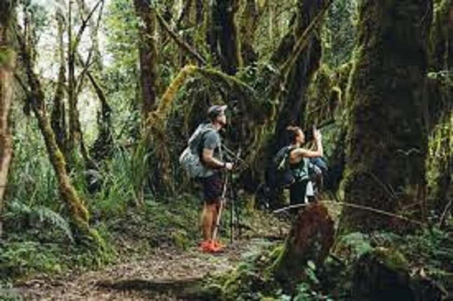 From Arusha/Moshi: Kilimanjaro Hike Marangu Route Day Trip - What this one-day Kilimanjaro hike really offers