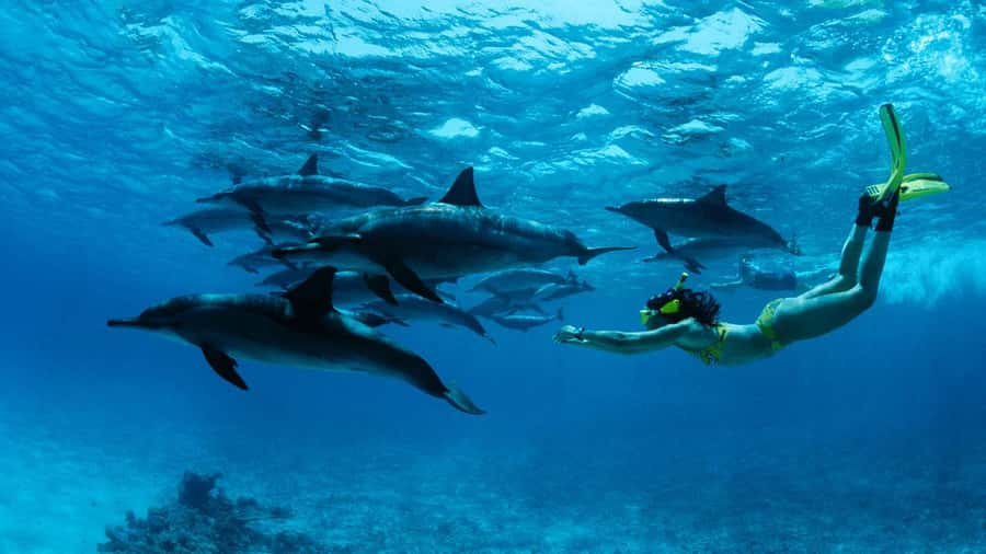 From Kendwa: Mnemba Boat Trip and Dolphin Snorkel Adventure - Key points to know before booking