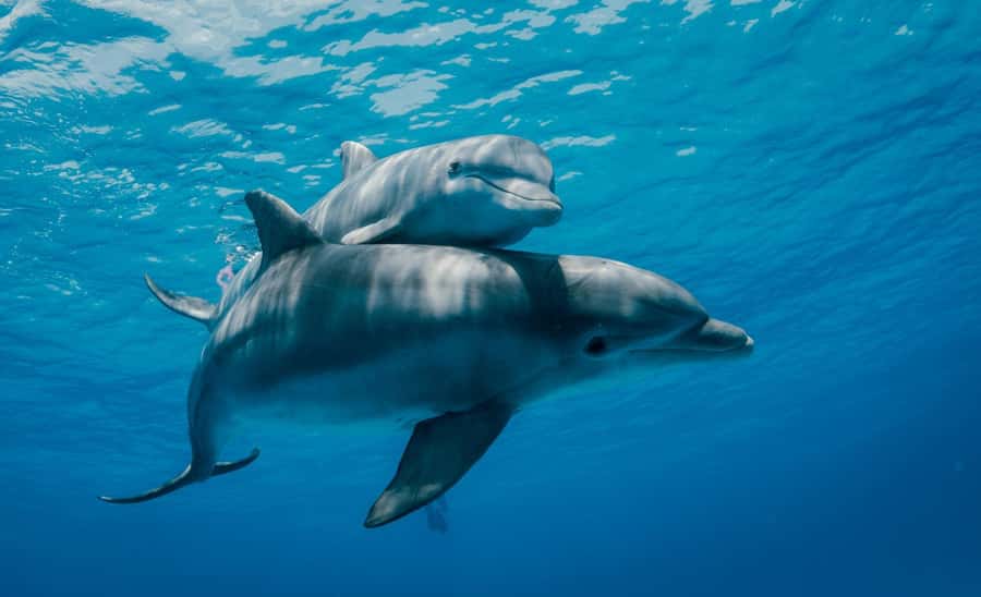 From Kendwa: Mnemba Boat Trip and Dolphin Snorkel Adventure - Who will enjoy this Mnemba excursion