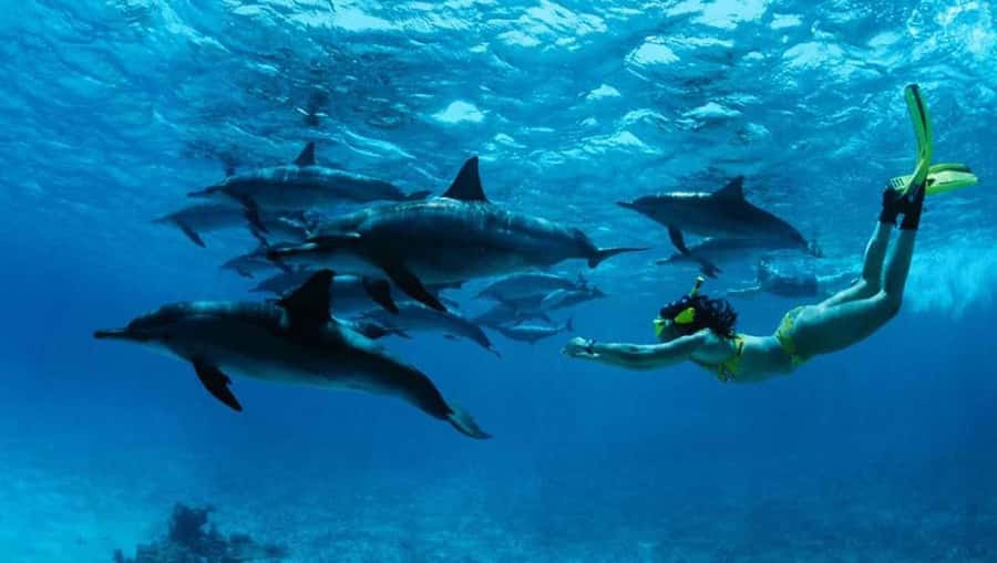 From Nungwi : Mnemba Boat Trip and Dolphin Snorkel Adventure - The dolphin search: thrilling, but not guaranteed