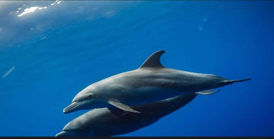 FROM NUNGWI; MNEMBA SNORKELING AND DOLPHIN TOUR - Leaving Nungwi Beach by boat