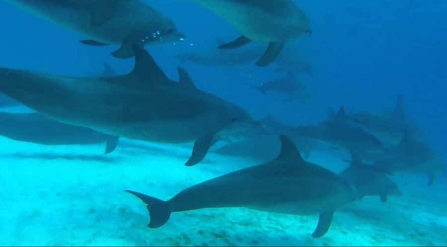 FROM NUNGWI; MNEMBA SNORKELING AND DOLPHIN TOUR - Dolphin watching in their natural habitat