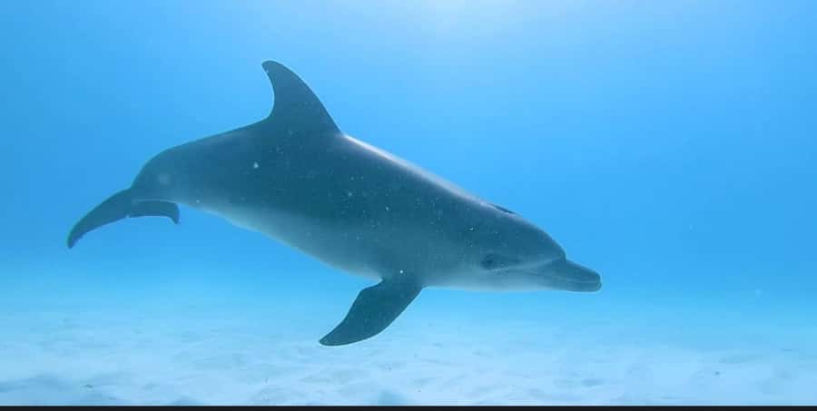 FROM NUNGWI; MNEMBA SNORKELING AND DOLPHIN TOUR - Practical packing advice for a wet boat day