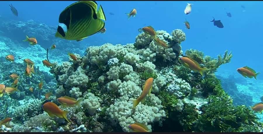 FROM NUNGWI; MNEMBA SNORKELING AND DOLPHIN TOUR - Booking details worth checking before you pay