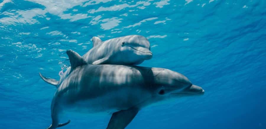 FROM NUNGWI; MNEMBA SNORKELING AND DOLPHIN TOUR - Snorkeling around Mnemba