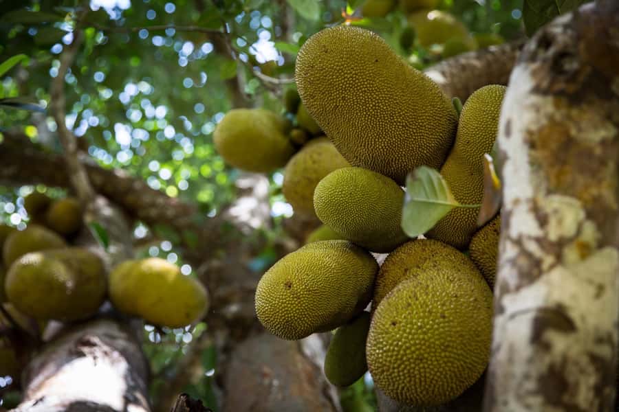 From Stone Town: Spice Tour of Zanzibar - Key points to know before you book