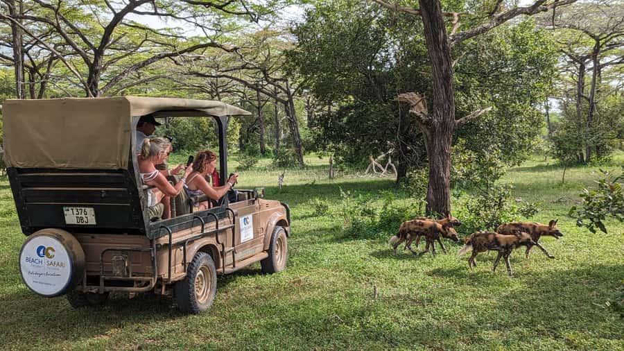 From Zanzibar: 3-Day Selous Safari Trip with Flights - Why this short safari works from Zanzibar