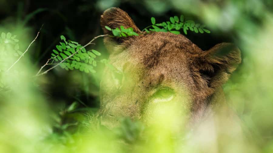 From Zanzibar: 3-Day Selous Safari Trip with Flights - Africa Safari Selous: a comfortable bush base