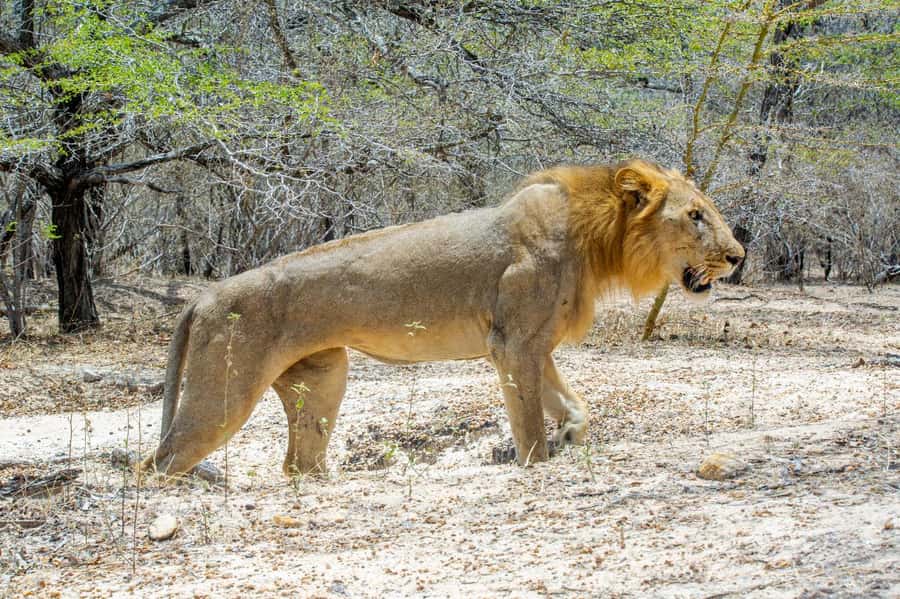 From Zanzibar: 3-Day Selous Safari Trip with Flights - Day three: an early flight back to Zanzibar