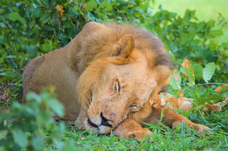 From Zanzibar: 3-Day Selous Safari Trip with Flights - Final verdict: a strong safari sampler with a tight schedule