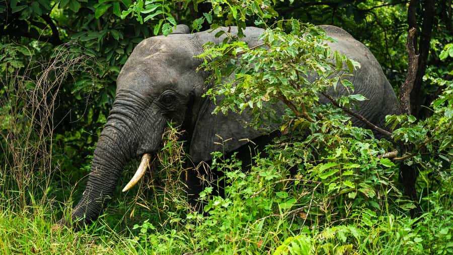 From Zanzibar: 3-Day Selous Safari Trip with Flights - Day one: Zanzibar flight and a long jeep safari