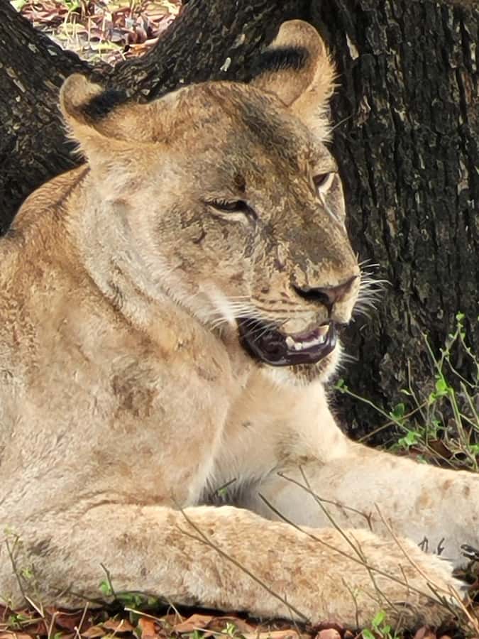 From Zanzibar: Day Selous Game Reserve Safari with Flights - What to bring and who should skip it