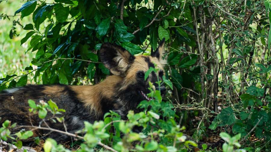 From Zanzibar: Day Selous Game Reserve Safari with Flights - Why the guides make such a difference