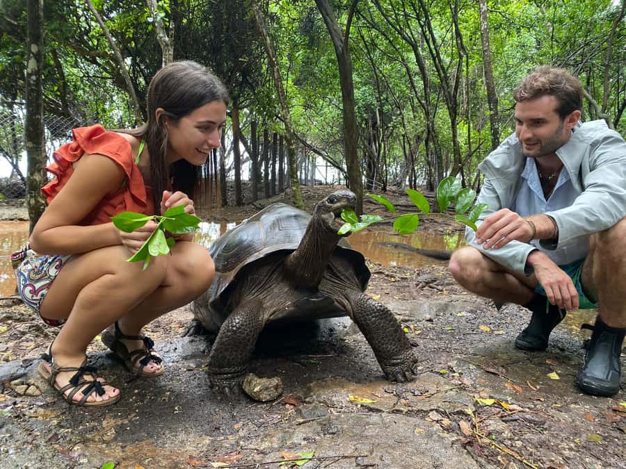 From Zanzibar: Half-Day Prison Island Tour - Meeting the giant tortoises