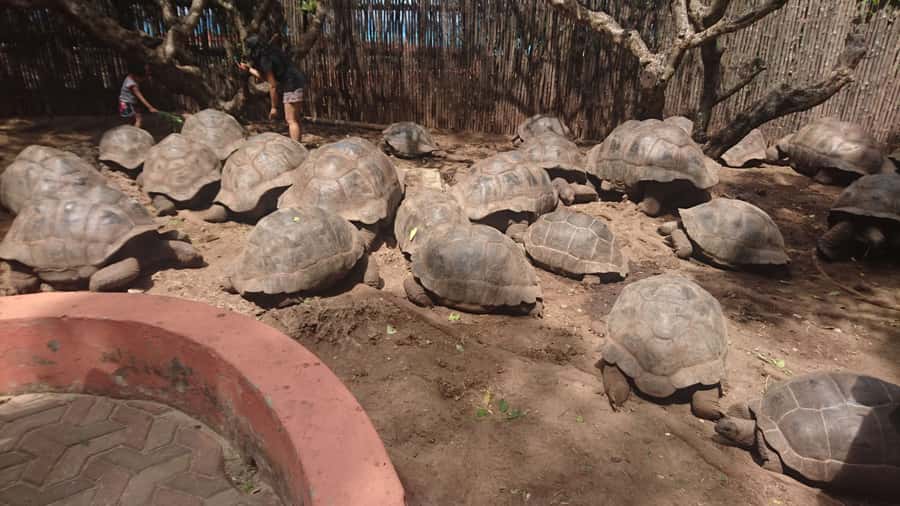 From Zanzibar: Half-Day Prison Island Tour - What the name Prison Island means