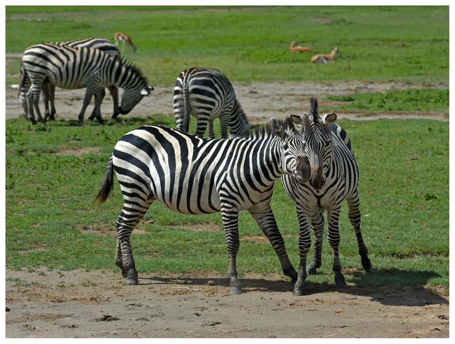 From Zanzibar: Mikumi National Park Guided Safari - Entering Mikumi at about 8:00 a.m.
