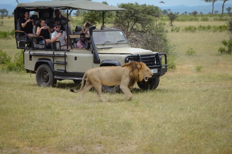 From Zanzibar: Mikumi National Park Guided Safari - The afternoon drive and return flight