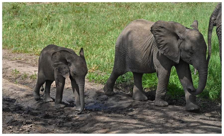 From Zanzibar: Mikumi National Park Guided Safari - The early pickup and flight from Zanzibar
