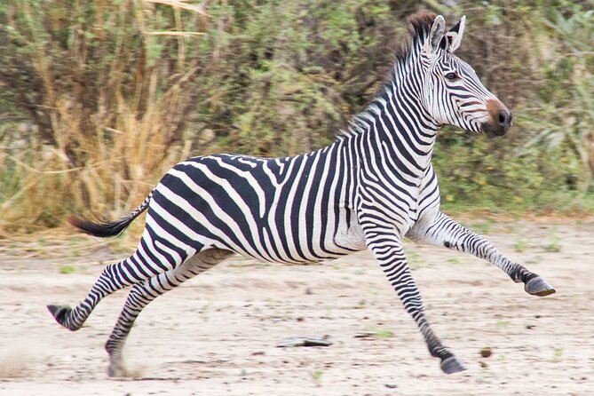 From Zanzibar: Mikumi Safari Day Trip with Flights and Meal - Why Mikumi works as a Zanzibar day trip