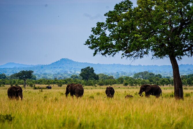 From Zanzibar: Mikumi Safari Day Trip with Flights and Meal - Landing at Mikumi and choosing your safari vehicle