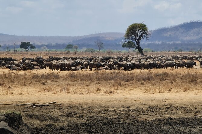 From Zanzibar: Mikumi Safari Day Trip with Flights and Meal - Morning game drive: animals, tracks, and quiet stretches