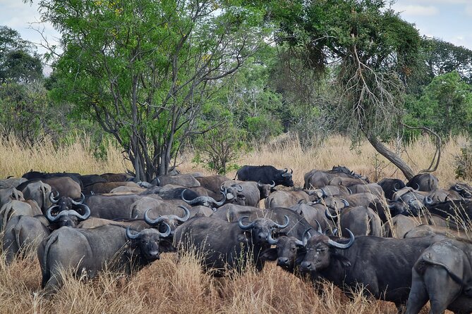 From Zanzibar: Mikumi Safari Day Trip with Flights and Meal - What the $451 price really buys you