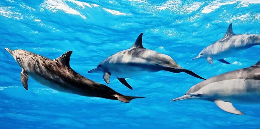 From Zanzibar: Mnemba Boat Tour with Snorkeling & Dolphine - Key points to know before booking