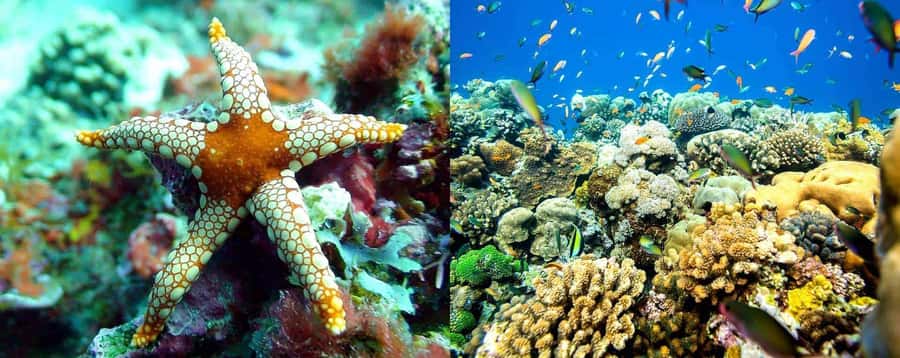 From Zanzibar: Mnemba Boat Tour with Snorkeling & Dolphine - What $28 buys you