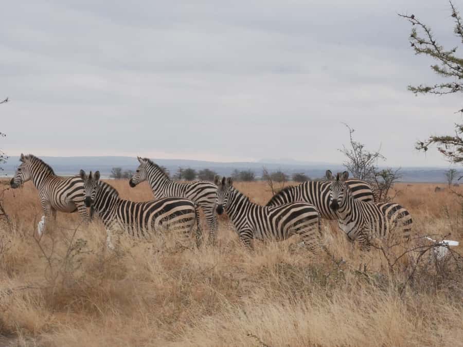 From Zanzibar: Nyerere National Park Game Drive with Lunch - Why this Zanzibar safari works in one day